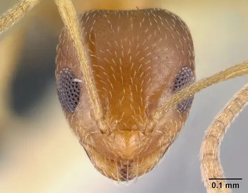 Plagiolepis boltoni - CASENT0217200