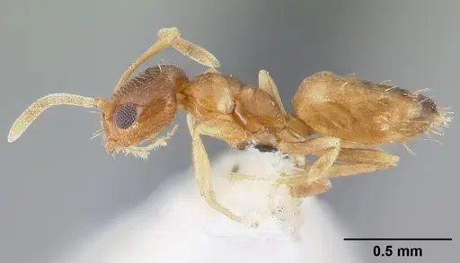 Plagiolepis boltoni - CASENT0217200