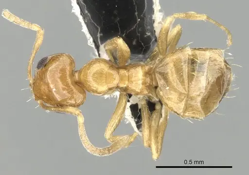 Plagiolepis boltoni - CASENT0249867