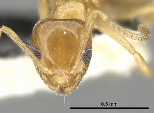 Plagiolepis boltoni - CASENT0249867