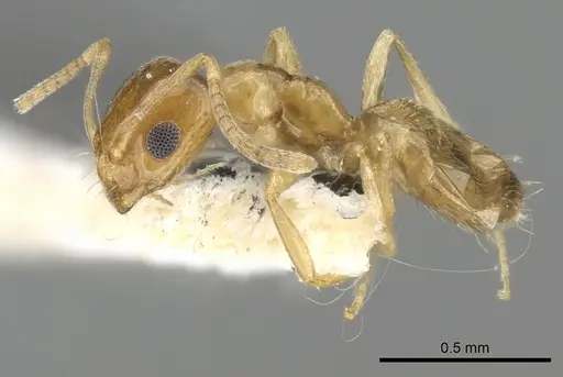 Plagiolepis boltoni - CASENT0249867