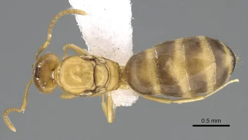 Plagiolepis boltoni - CASENT0919950