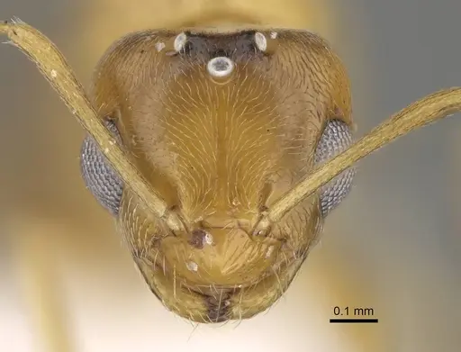 Plagiolepis boltoni - CASENT0919950