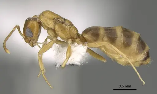 Plagiolepis boltoni - CASENT0919950