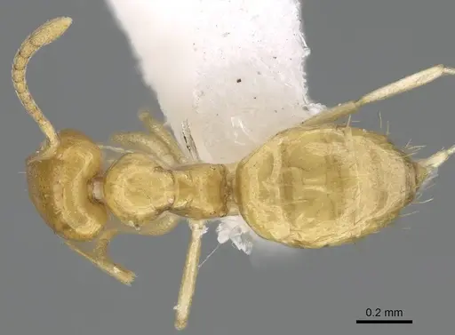 Plagiolepis boltoni - CASENT0919951