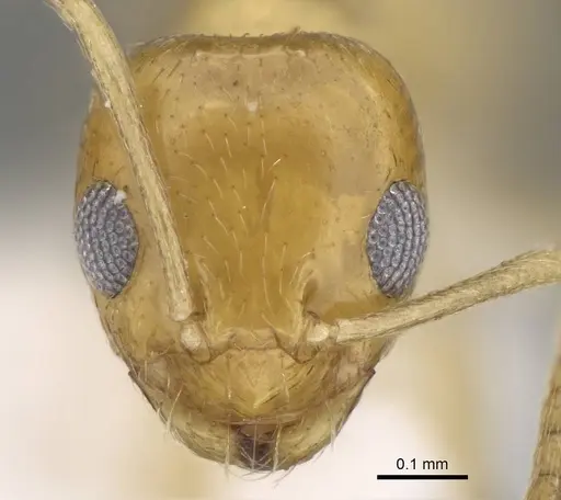 Plagiolepis boltoni - CASENT0919951