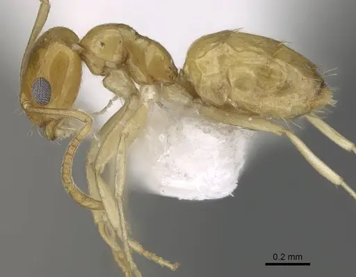 Plagiolepis boltoni - CASENT0919951