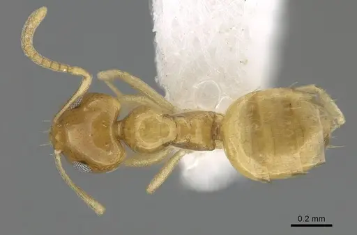 Plagiolepis boltoni - CASENT0919952