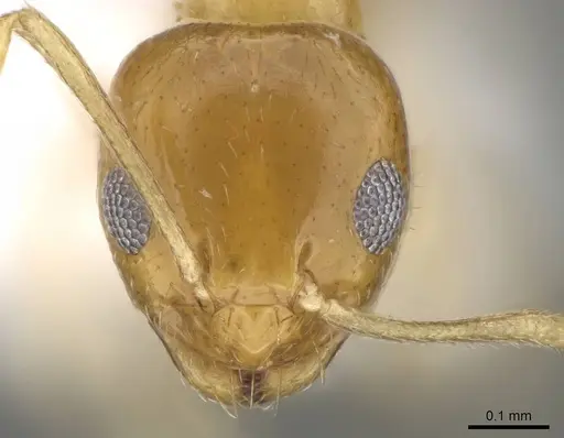 Plagiolepis boltoni - CASENT0919952