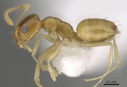 Plagiolepis boltoni - CASENT0919952