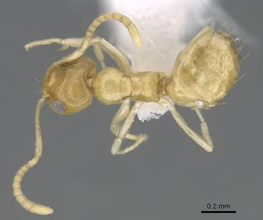 Plagiolepis boltoni - CASENT0922271