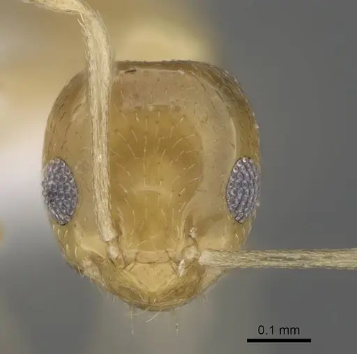 Plagiolepis boltoni - CASENT0922271