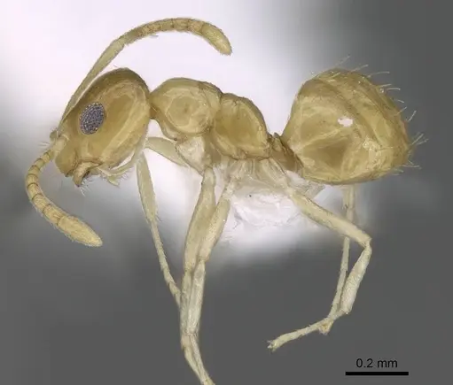 Plagiolepis boltoni - CASENT0922271