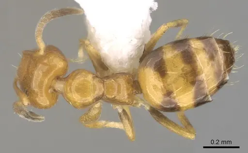 Plagiolepis brunni specimen