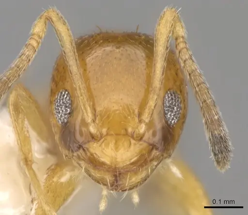 Plagiolepis brunni specimen