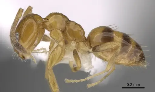 Plagiolepis brunni specimen