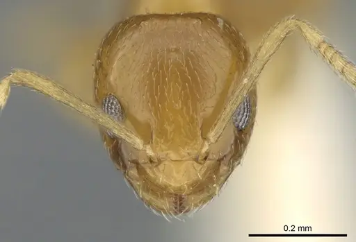 Plagiolepis brunni - CASENT0906250