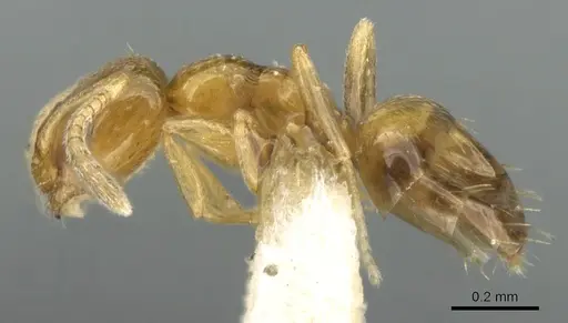 Plagiolepis brunni - CASENT0906250