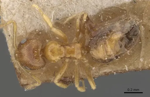 Plagiolepis brunni - CASENT0909846