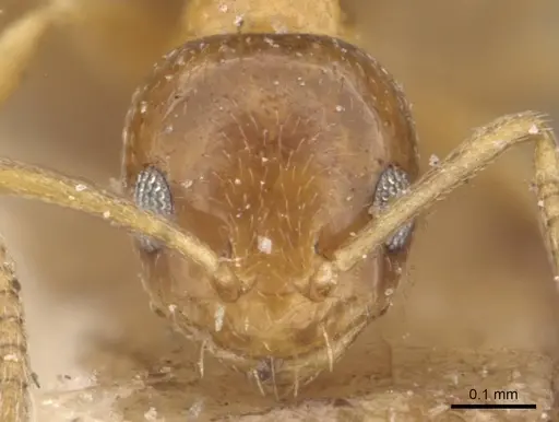 Plagiolepis brunni - CASENT0909846