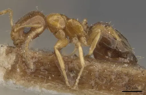 Plagiolepis brunni - CASENT0909846