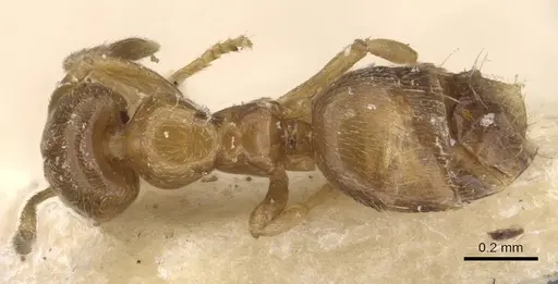 Plagiolepis brunni - CASENT0909847