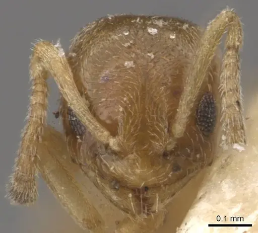 Plagiolepis brunni - CASENT0909847