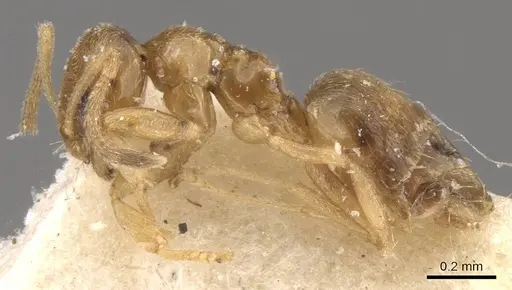 Plagiolepis brunni - CASENT0909847