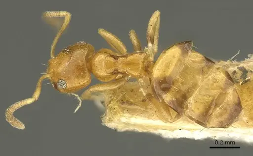 Plagiolepis brunni - CASENT0915711