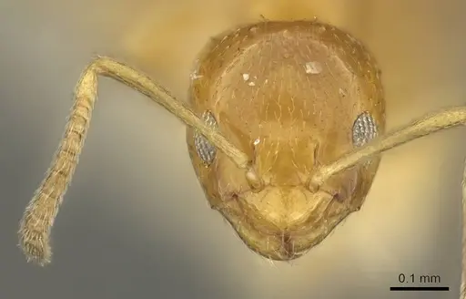 Plagiolepis brunni - CASENT0915711