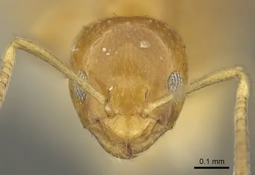 Plagiolepis brunni - CASENT0915711