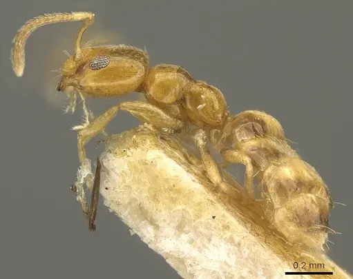 Plagiolepis brunni - CASENT0915711