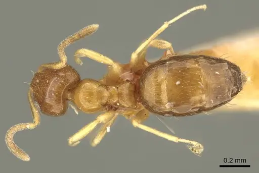 Plagiolepis brunni - CASENT0915712