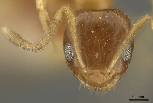 Plagiolepis brunni - CASENT0915712