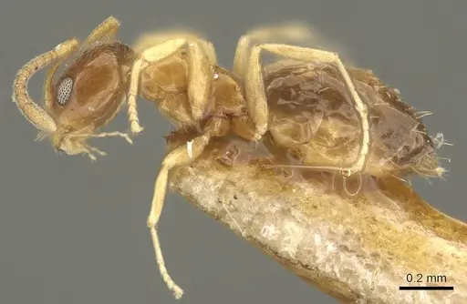 Plagiolepis brunni - CASENT0915712