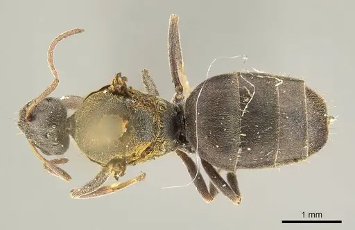 Plagiolepis capensis specimen