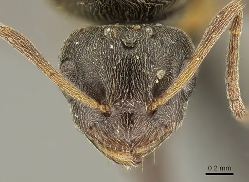 Plagiolepis capensis specimen