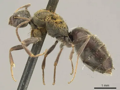 Plagiolepis capensis specimen