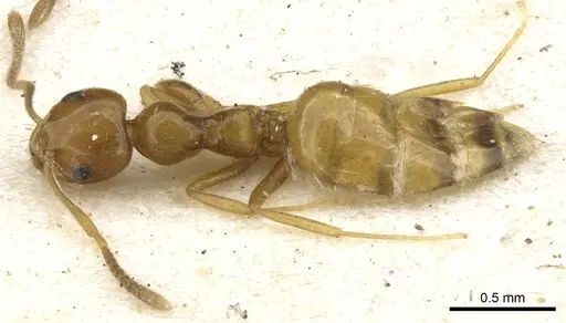 Plagiolepis chirindensis specimen