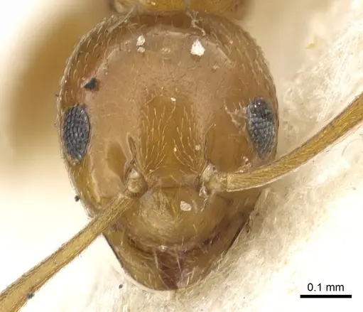 Plagiolepis chirindensis specimen