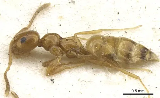 Plagiolepis chirindensis specimen