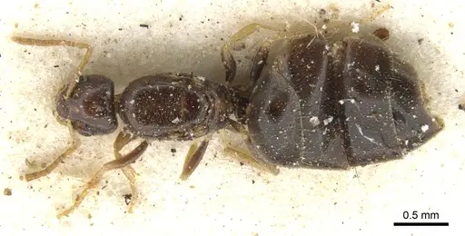 Plagiolepis decora specimen