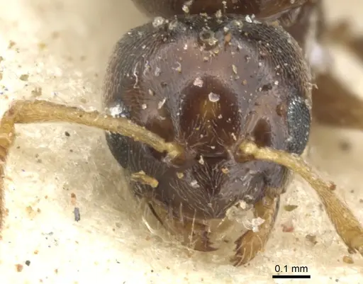 Plagiolepis decora specimen