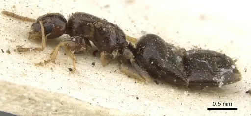 Plagiolepis decora specimen