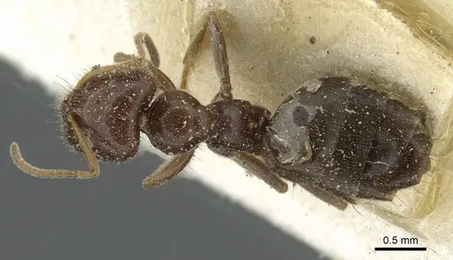 Plagiolepis demangei specimen