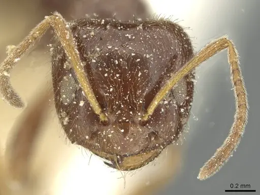 Plagiolepis demangei specimen