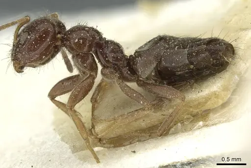 Plagiolepis demangei specimen