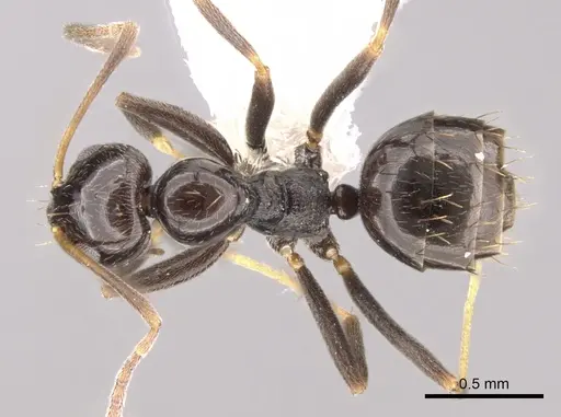 Plagiolepis deweti specimen