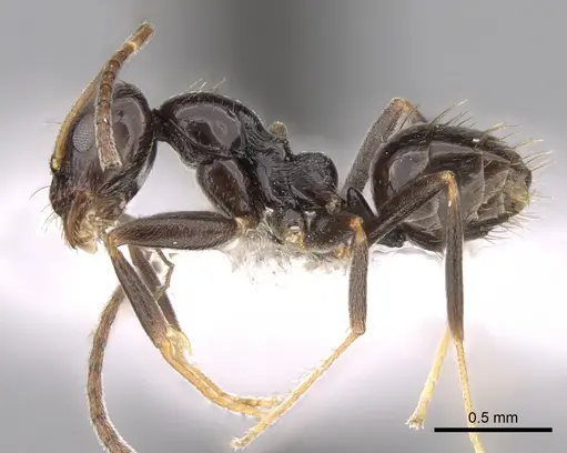 Plagiolepis deweti specimen