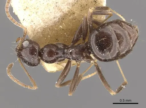 Plagiolepis deweti - CASENT0909860